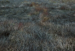 Newly Burnt Heather III