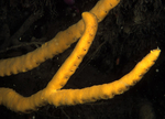 Axinella dissimilis