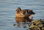 Mallard