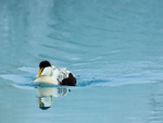 Eider swimming, blue glacial water, Jokulsarlon, Iceland