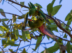 Greeny Pair 4