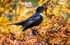Male Ring Ouzel.