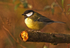 Great Tit