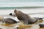Sea Lion Island portfolio