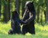 Black Bears standing, Minnesota, USA