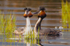 Great Crested Grebes