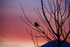 Bird at Dawn