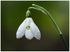 Snowdrop in the Rain!