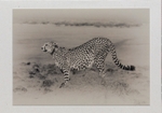 014 Cheetah Stretch