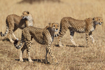 Three Cheetah brothers