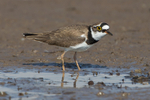 Little-ringed Plover