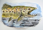 Taupo Brown Trout Watercolour.