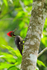 Lineated Woodpecker (male) perched on a tree trunk at Leaves & Lizards