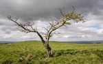 5403 Tree near Lan Fawr