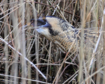 Bittern swallowing a fish at Hatch Pond, Poole