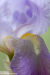 Flowers 17 - 05