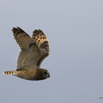 Short-eared Owl (Asio flammeus)