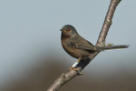 Dartford Warbler
