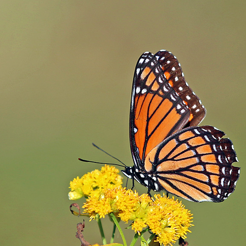 The Viceroy is a North American butterfly in the family Nymphalidae. It closely resembles the Monarch Buttefly(Danaus…