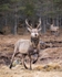 Young Stag