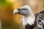 griffon vulture Gyps fulvus-1122