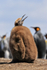 King Penguin chick, Volunteer Point, Falklands