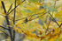 Ruby-crowned Kinglet