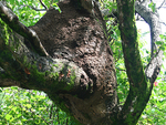 070115 Devils Island Ants Nest in Tree