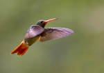 Rufous Tailed Hummer