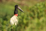 Jabiru moving along river bank, Mato Grosso, Brazil