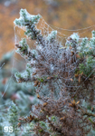 Cobweb on gorse