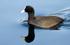 Coot