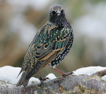 Starling