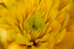 Flower - 2653