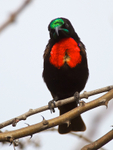 Hunter's Sunbird portfolio