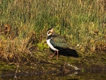 Lapwing