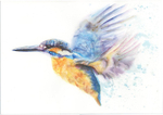 Flying Kingfisher Fine Art Print 532