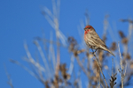 House Finch (male), New Mexico, USA