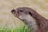 Close-up portrait of Eurasian Otter