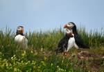 Puffins