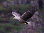 White-tailed Eagle in flight on the coast of Mull