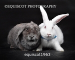 equiscot1963
