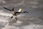 Gannet