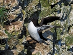 Razorbill