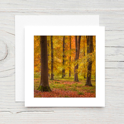 Autumn Woodland