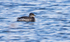 Red Necked Grebe
