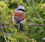 Red Backed Shrike