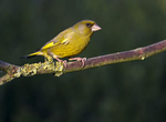 GREENFINCH REF GREEN 4