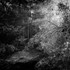 Tree and Light