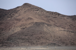 Oryx in the Heat Haze